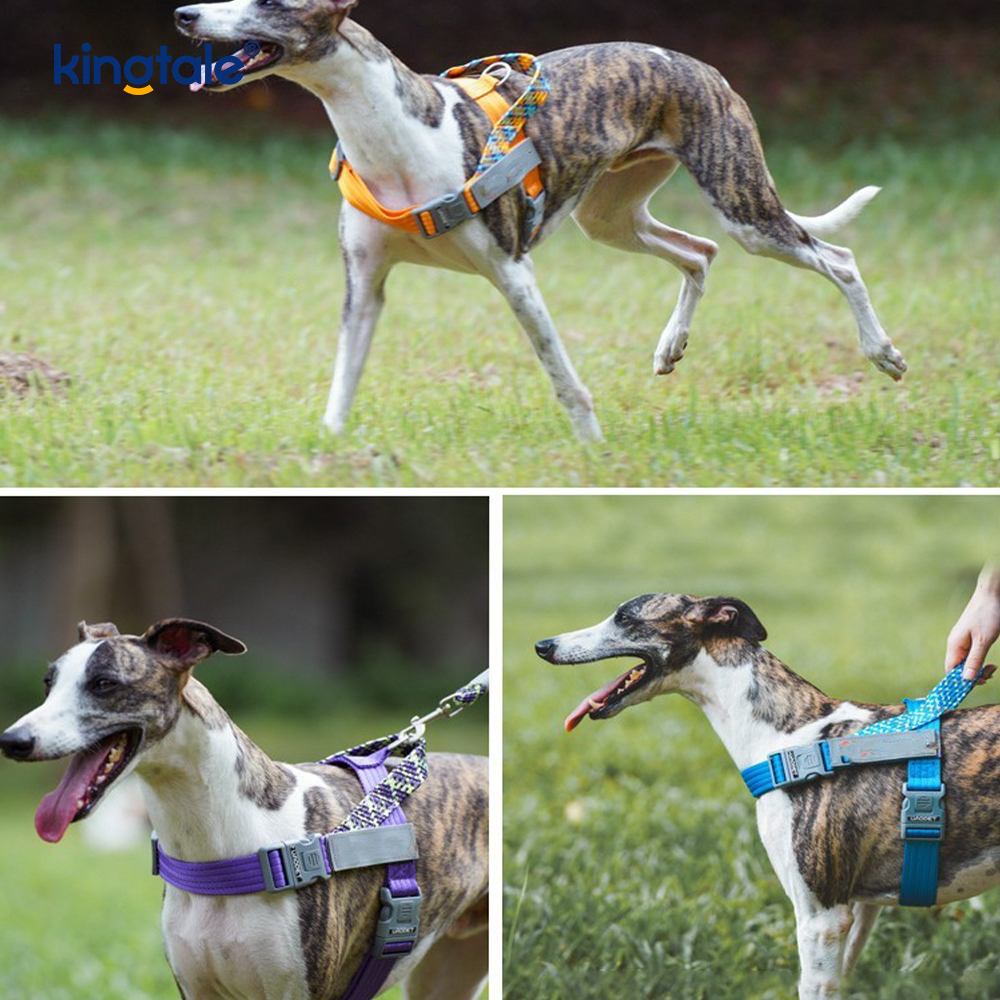 Utvecklad Braid Nylon Webbing Highlight Reflexive Dog Sele