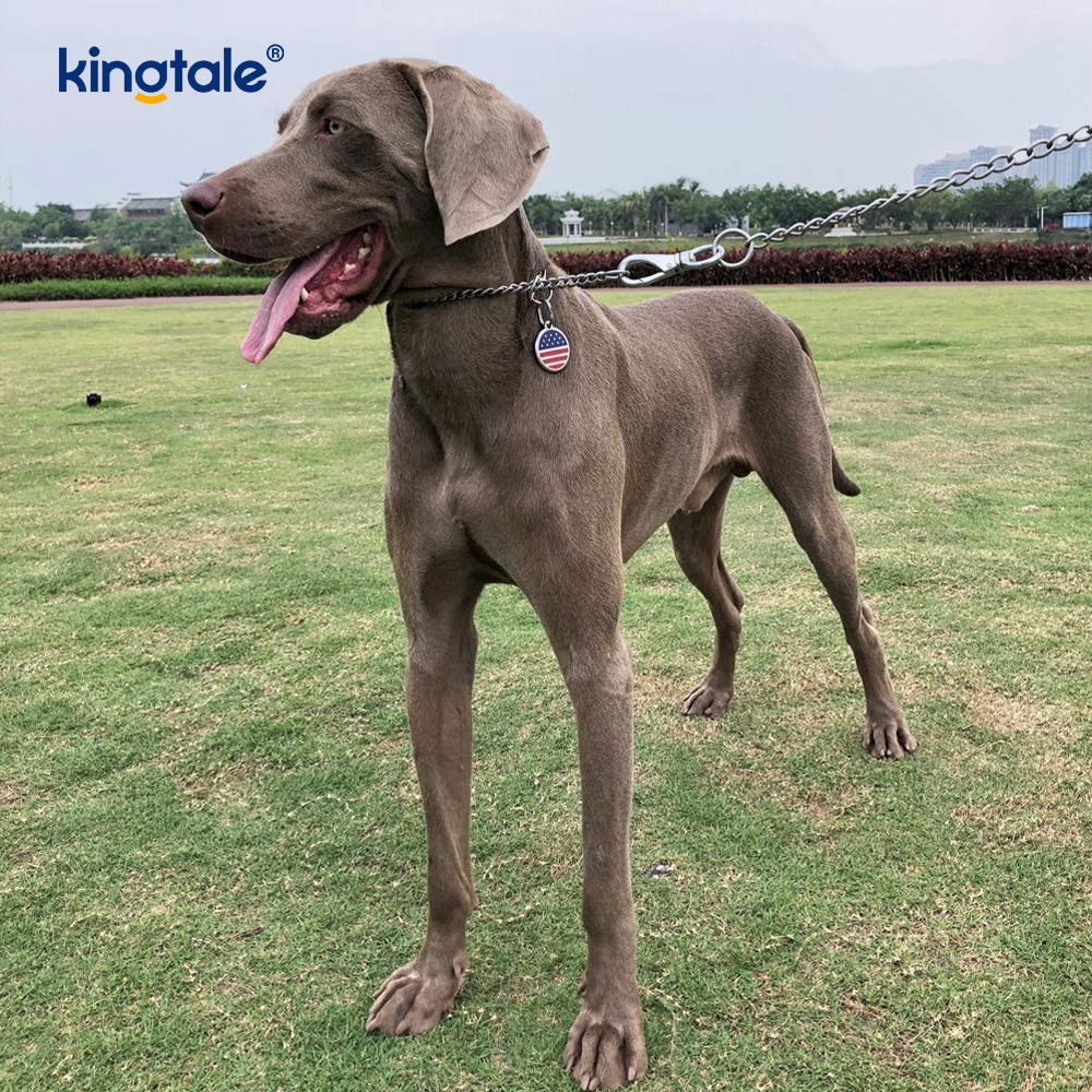 Metal Training Dog Choke Halsband Slip P Chain Tung kedja för hundar