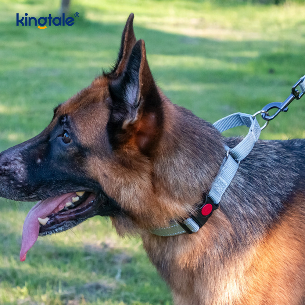 Quick Release No Pull Reflekterande Justerbar Nylon Martingale Hundhalsband